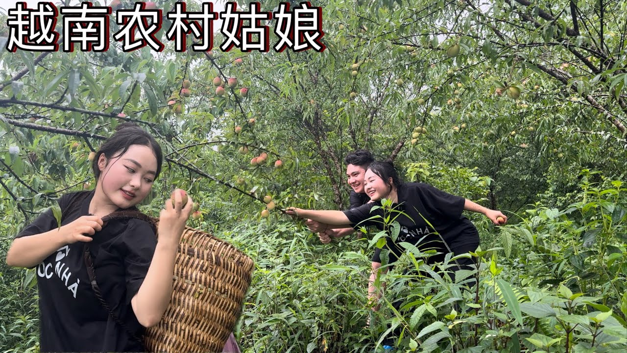 越南泡妞者跟著農村姑娘到她家摘桃，她是不是愛上我了。