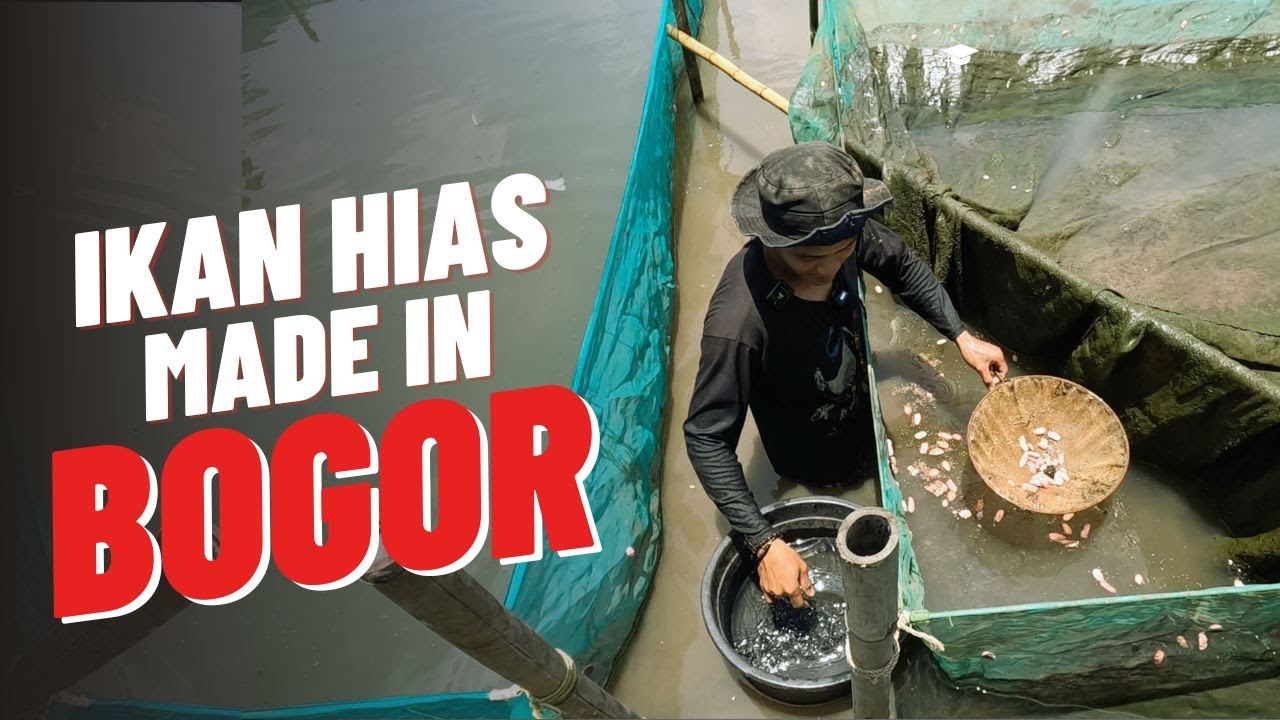 VLOG: GREBEK BUDIDAYA IKAN HIAS DI PARUNG BOGOR | SEPUTAR IKAN HIAS