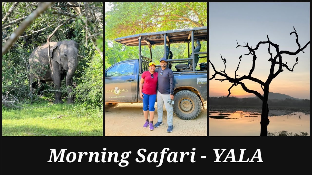 Morning Safari Yala