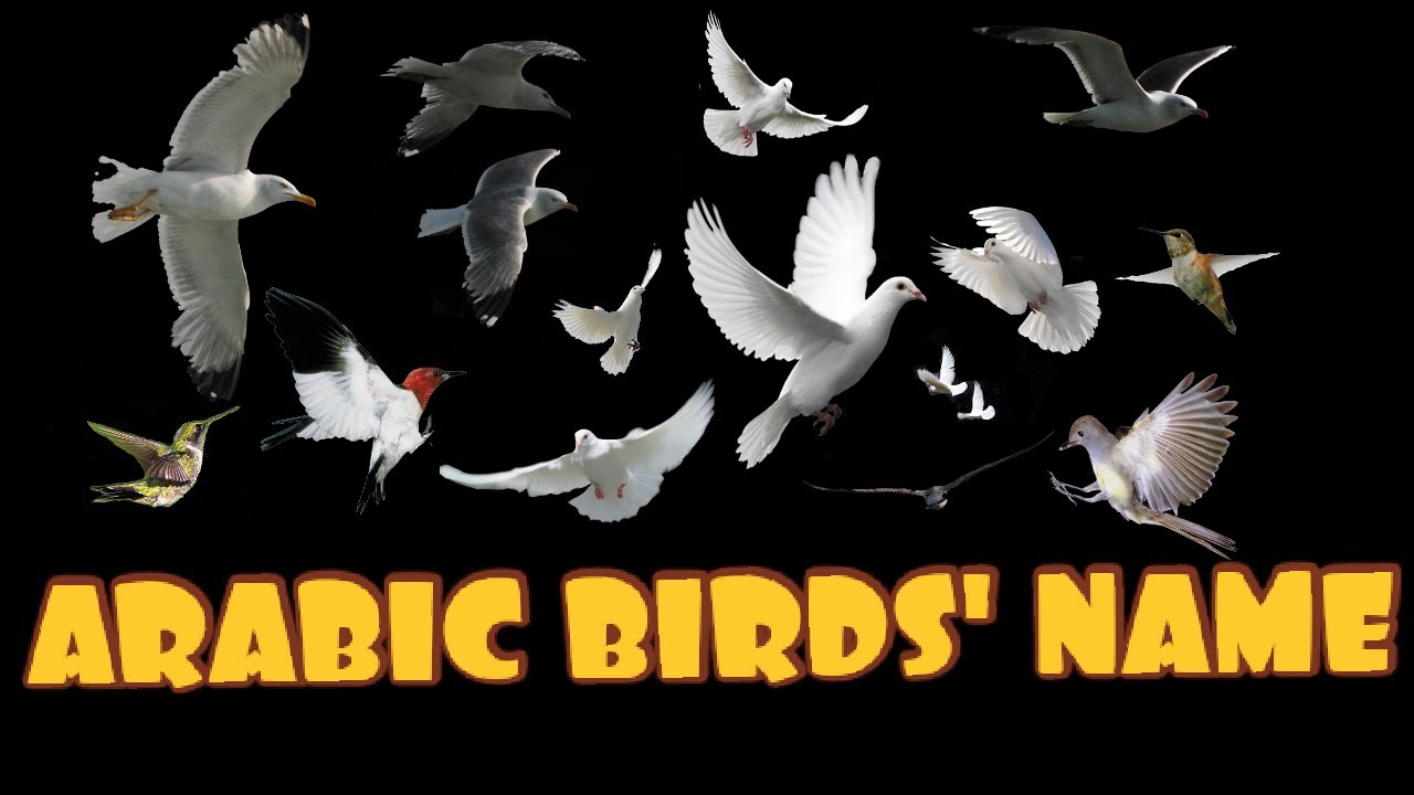 Learn Arabic birds name with Tahir Khan Nadwi|أسماء الطيور ( English, Urdu)