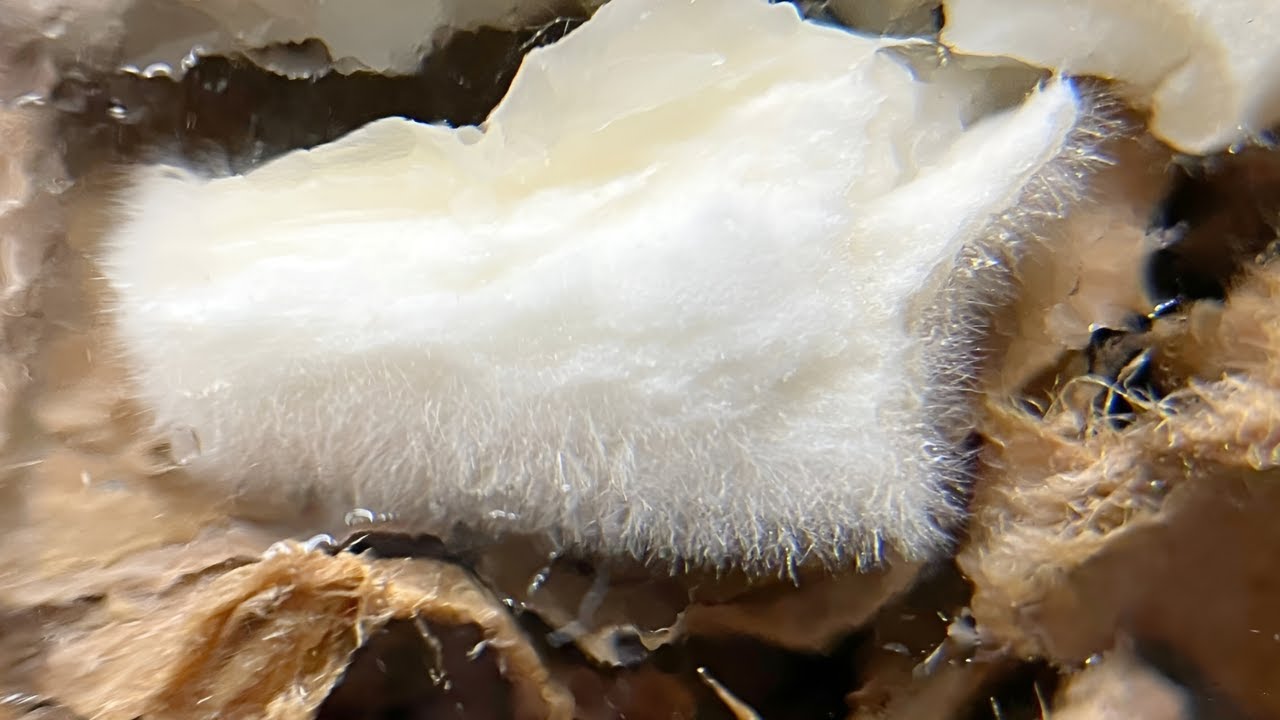 Pilze züchten auf Pappe? Ein kurzes Update!