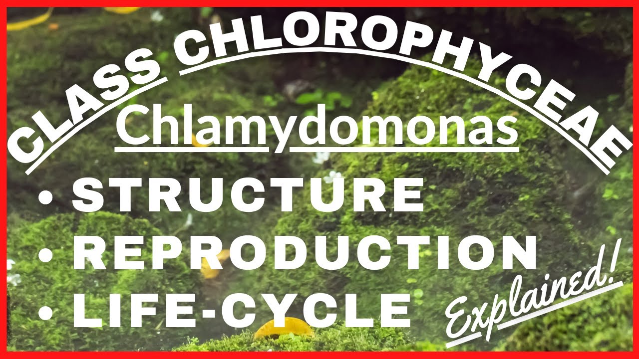 Chlorophyta Green Algae Chlamydomonas | Reproduction Life-Cycle of Chlamydomonas Plant Kingdom Notes