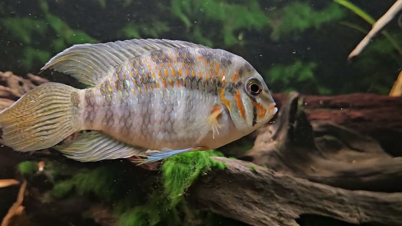 Mijn aan Zuid-Amerika gerelateerd aquarium 23/11/2025 🌿