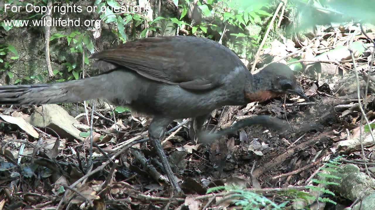Australian Wildlife HD (Great Watching) Sony  EX1R, XD CAM