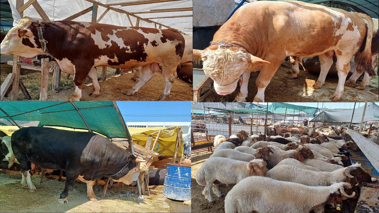 2025 İZMİR BORNOVA IŞIKKENT KURBAN PAZARI FİYATLARI #kurbanbayramı #takip #keşfet