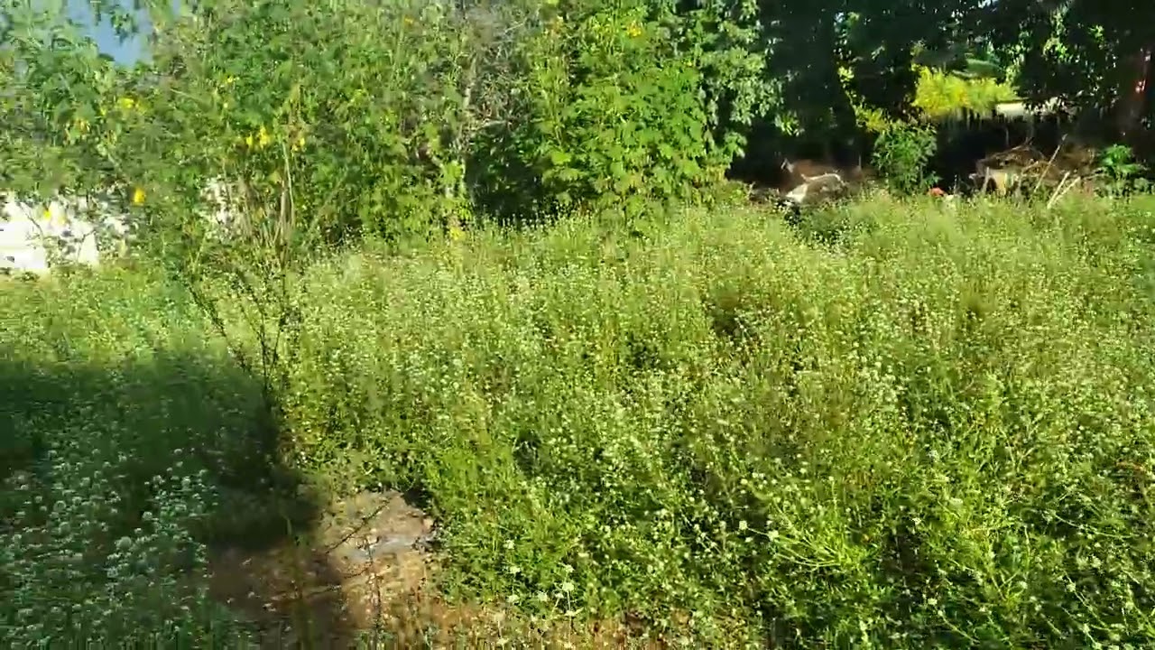 Olha ai como era antes de construir os tanques de peixe 