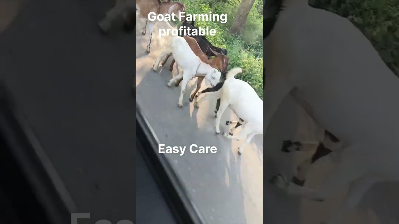 #gots #Animal #farming #business #innovation #integratedfarming #ideas