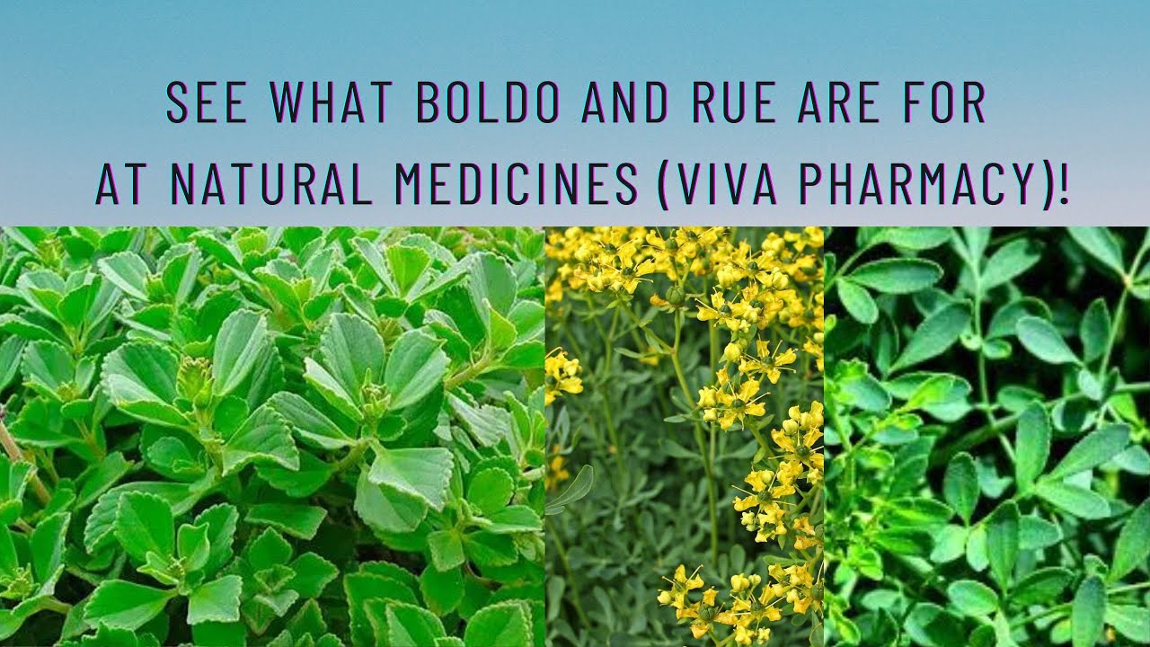 See what boldo and rue are for at natural medicines Living pharmacy