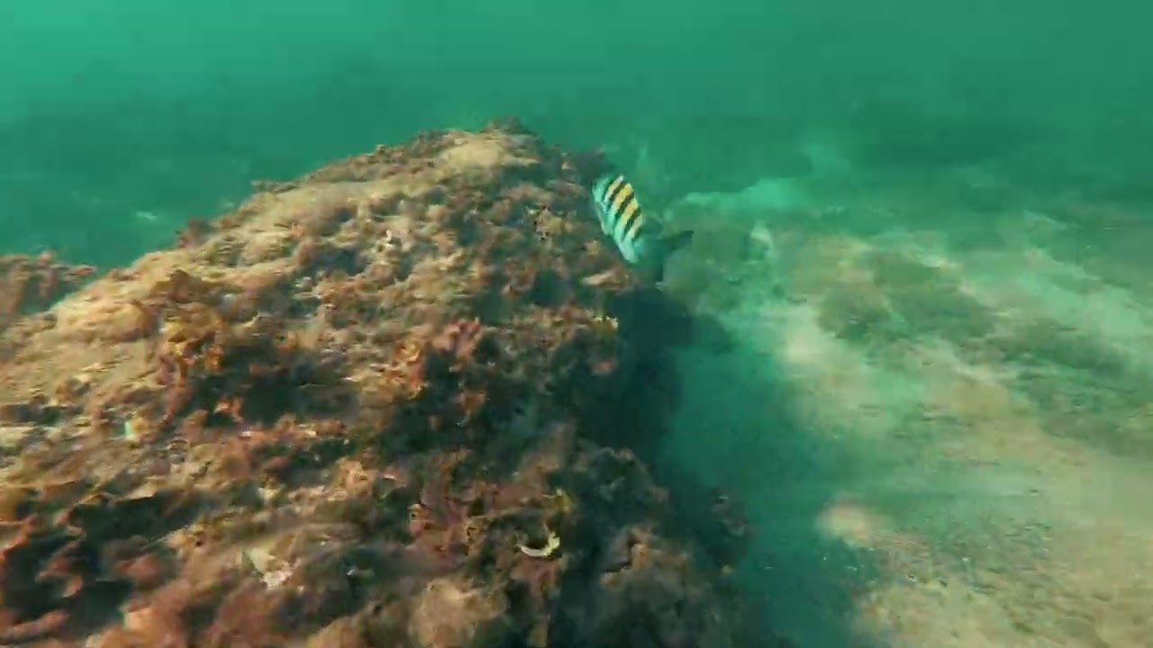 Conoce la Isla de Pájaros en Mazatlán \ Paddle board y snorkel
