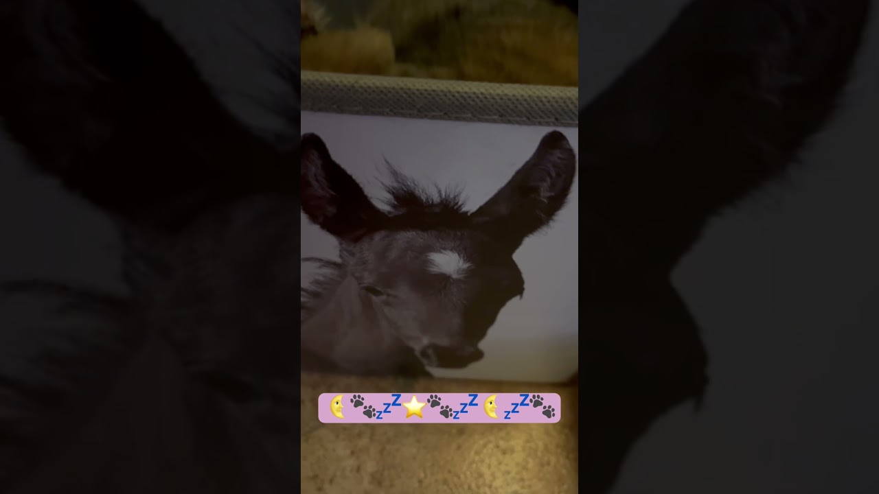 #beautifulpetstoeletta