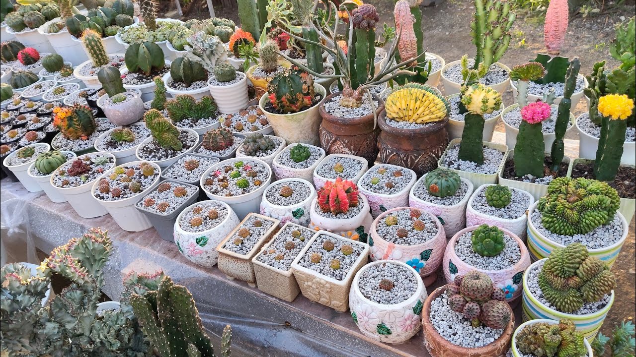 Newly Planted Cactus Update..||•Meejhen's Garden