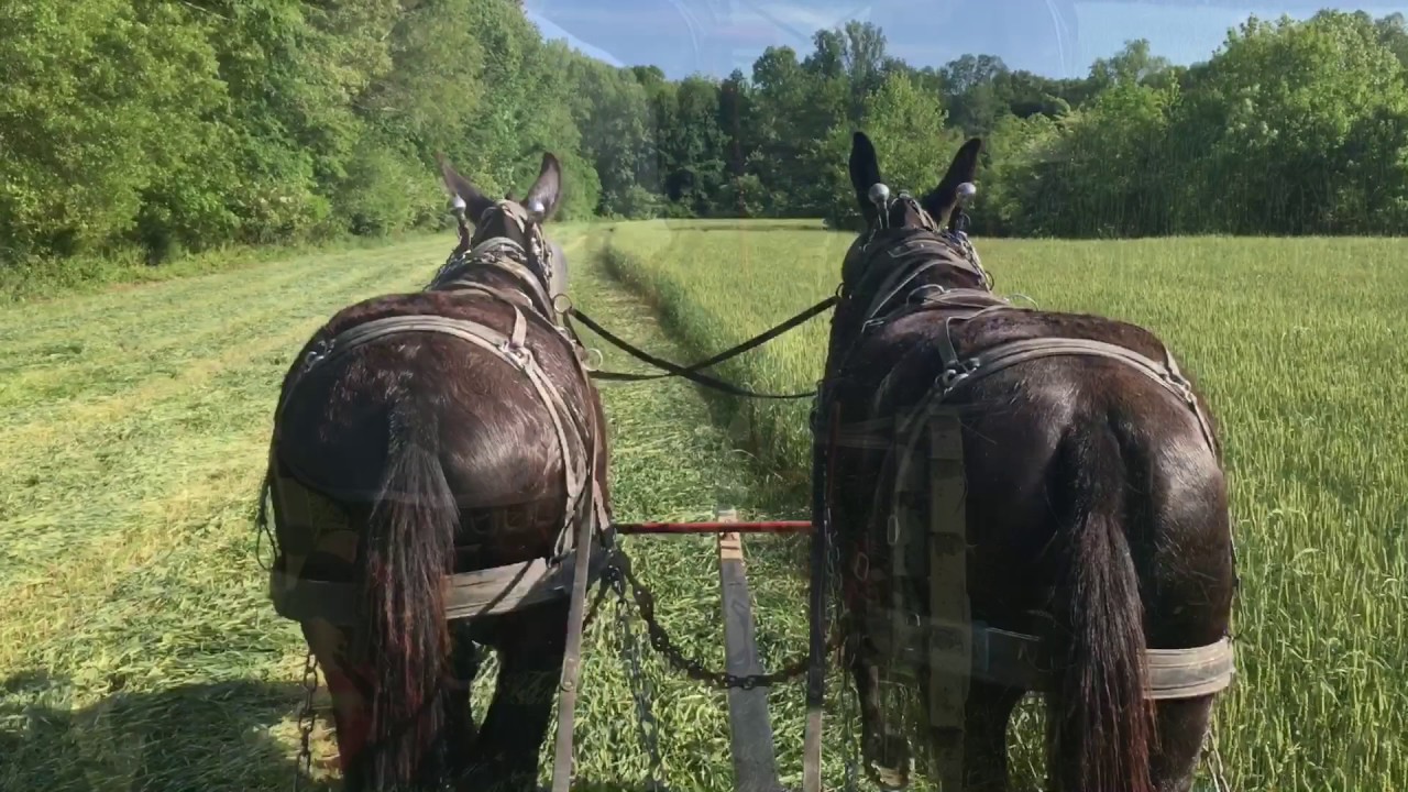 Percheron Mules Mowing Hay in Manchester Tennessee