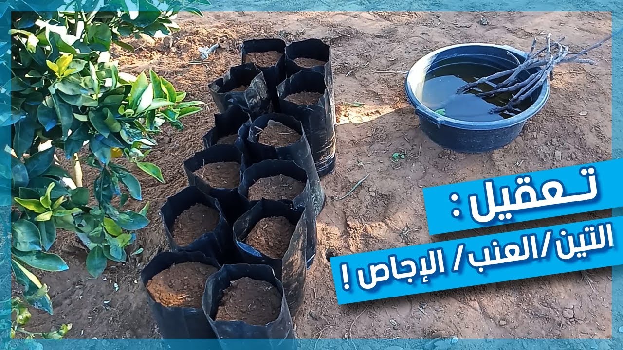 هل تريد تعلم الغراسة من عقل ولا تعرف من أين تبدأ ؟ | تعلم الطريقة الآن !