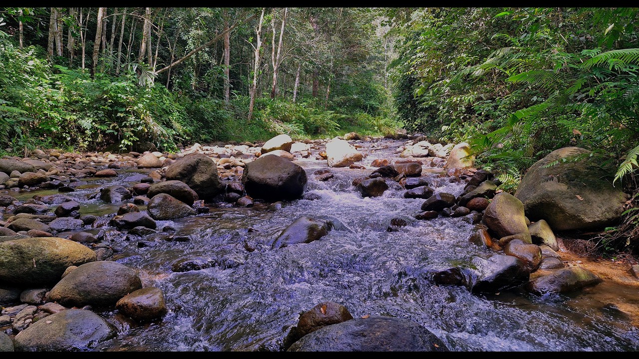 🌿Release Mental Tension & Sleep Deeply with Remote Bamboo Valley Stream Sounds