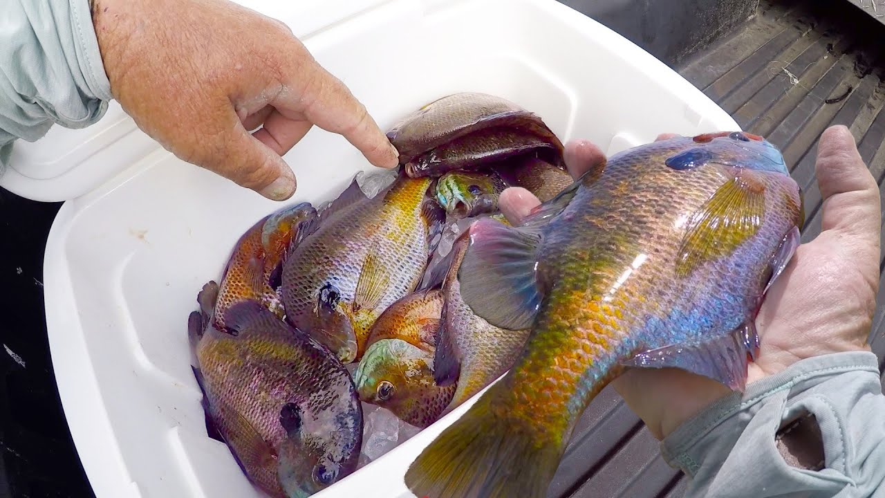 How To Catch Bucket Loads Of Bluegill For Dinner Right From The Bank