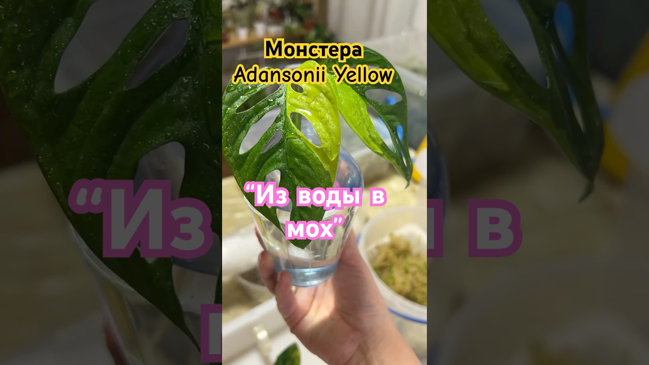 &ldquo;Укоренение монстеры: из воды в живой мох | Monstera rooting: from water to live moss&rdquo; #shortvideo