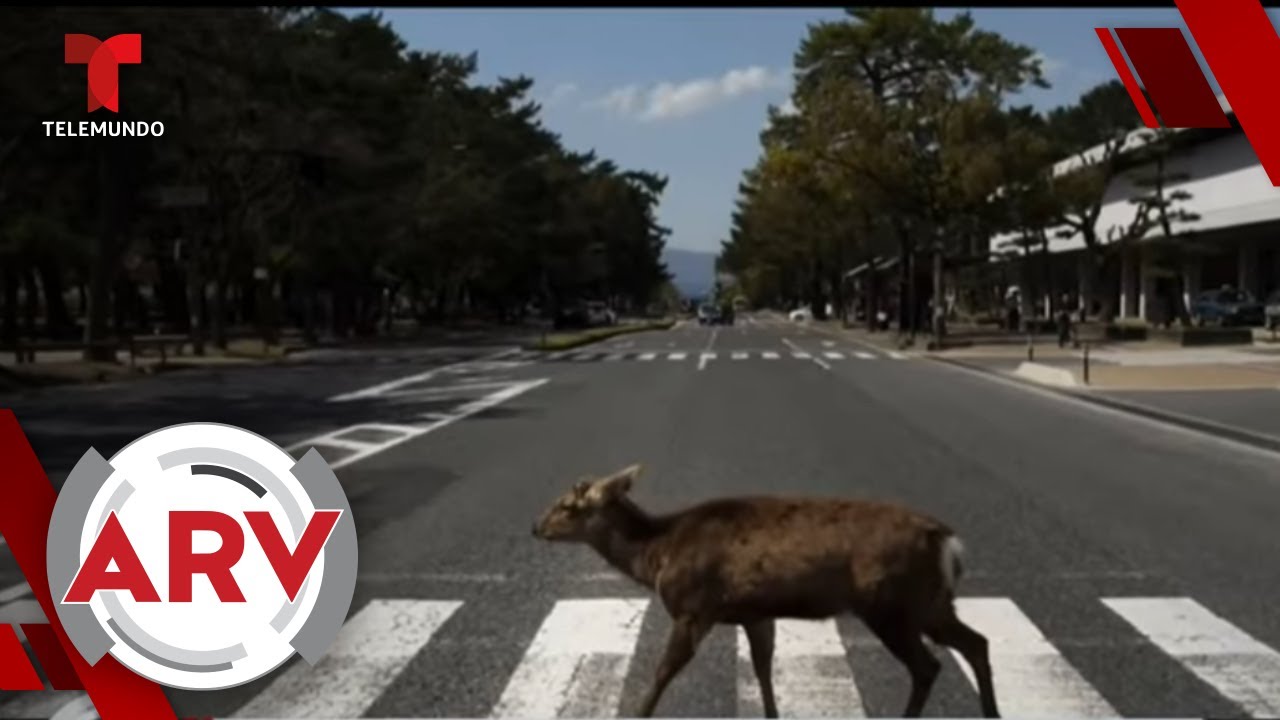 Así se ve el Planeta antes y después del coronavirus | Al Rojo Vivo | Telemundo