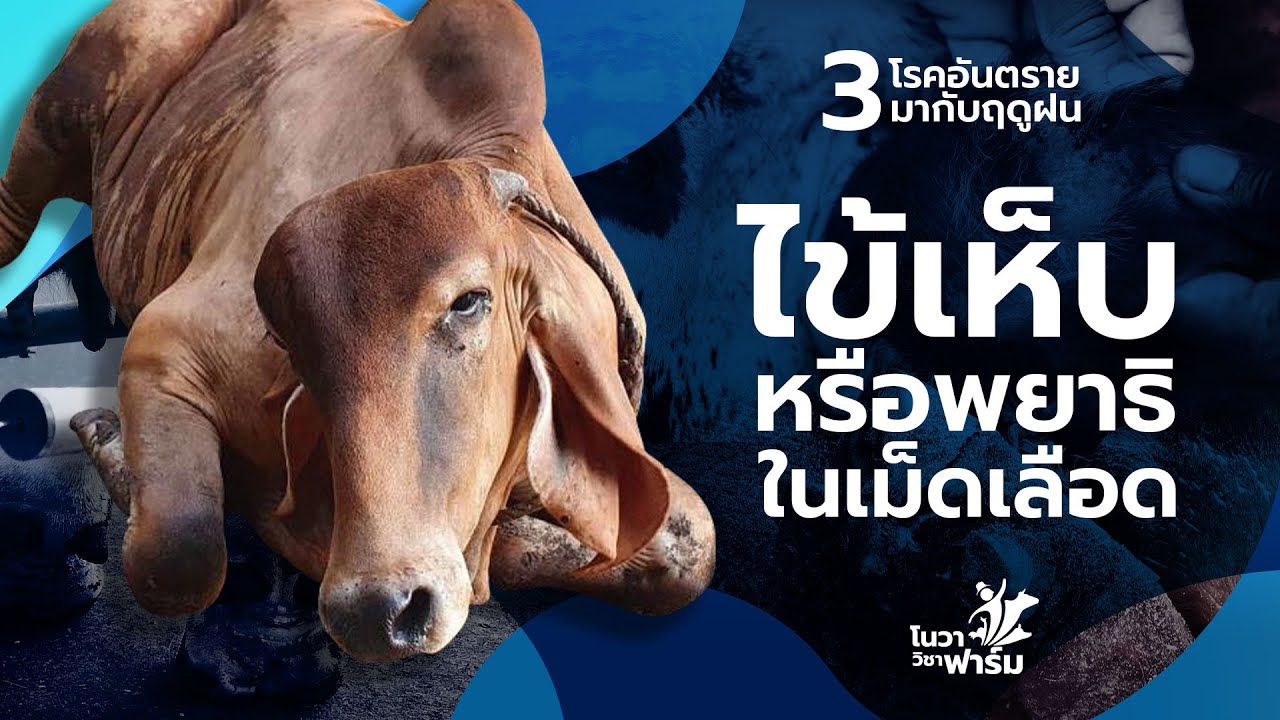 3 โรคอันตรายมาพร้อมกับฤดูฝน : โรคไข้เห็บในโค (Bovine tick fever)