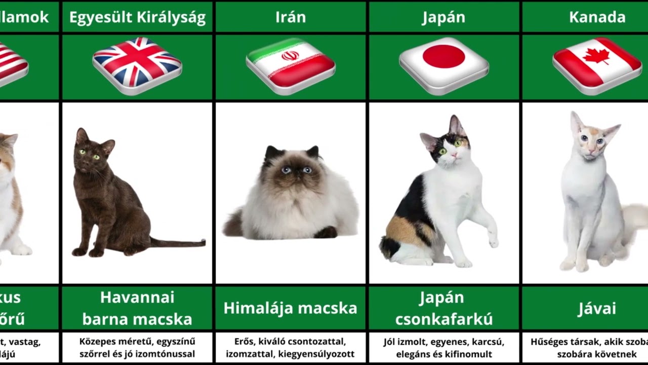 Macskafajták különböző országokból
