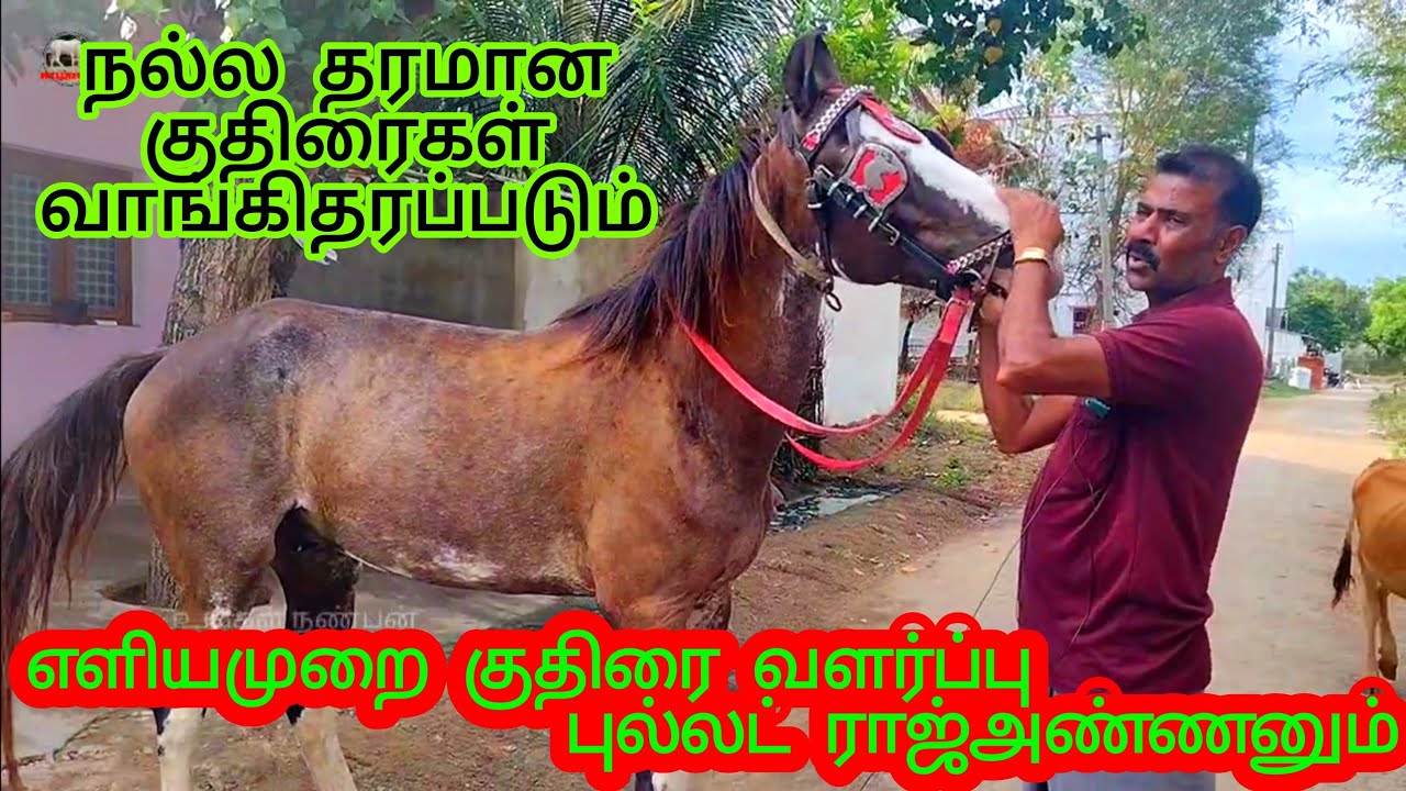எளியமுறையில் 🐎 வளர்ப்பும் புல்லட்ராஜ்அண்ணனும்#நல்லதரமானகுதிரைகள்வாங்கஅனுகவும்#மார்வார்குதிரை