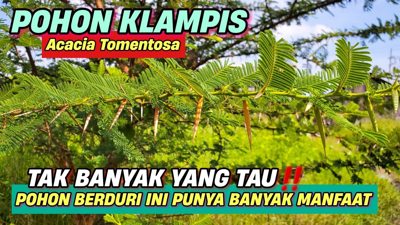 POHON KLAMPIS ‼️ POHON BERDURI INI TERNYATA PUNYA BANYAK MANFAAT | POHON ALE | Acacia tomentosa