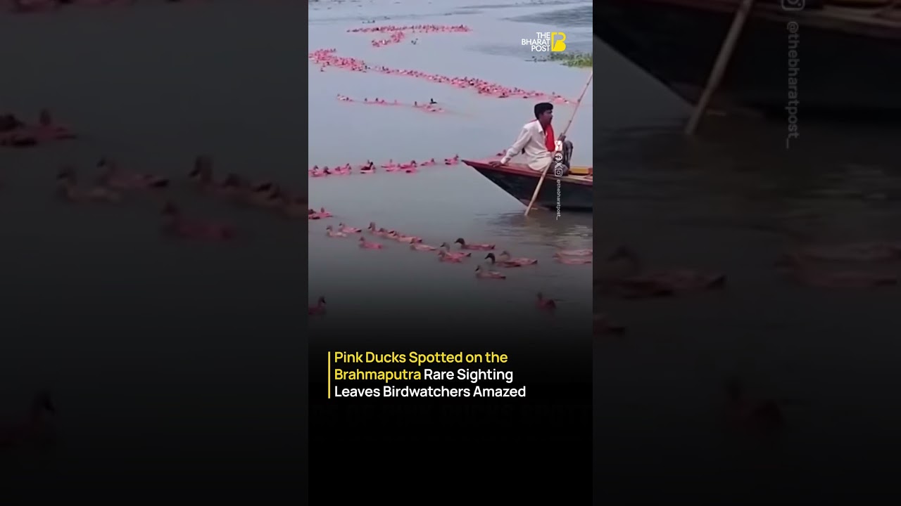 Rare Pink-Headed Duck Sighting Near Brahmaputra Goes Viral | The Bharat Post