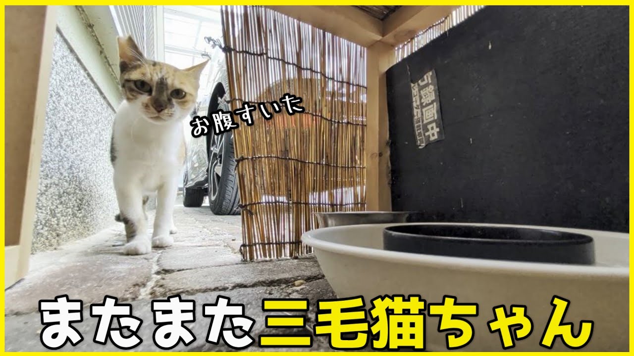 またまた三毛猫ちゃんがやってきました！