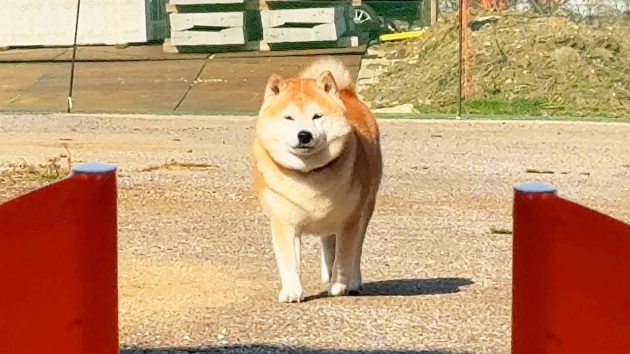 Shibe participates in a 30-meter race and elegantly sets a new world record.