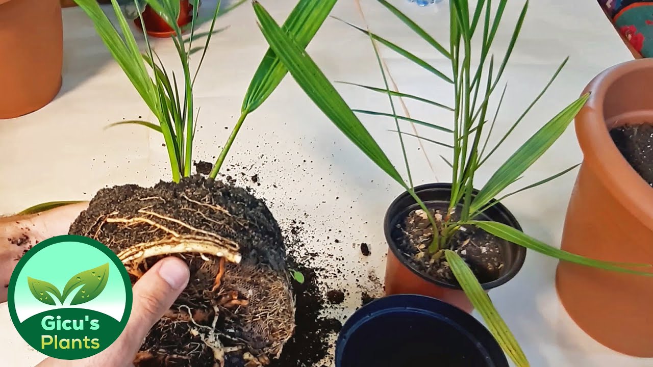 Imi replantez palmierii 🌿🌿