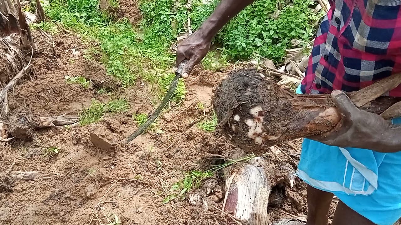 നല്ല വാഴ വിത്ത് എങ്ങനെ തിരിച്ചറിയാം?