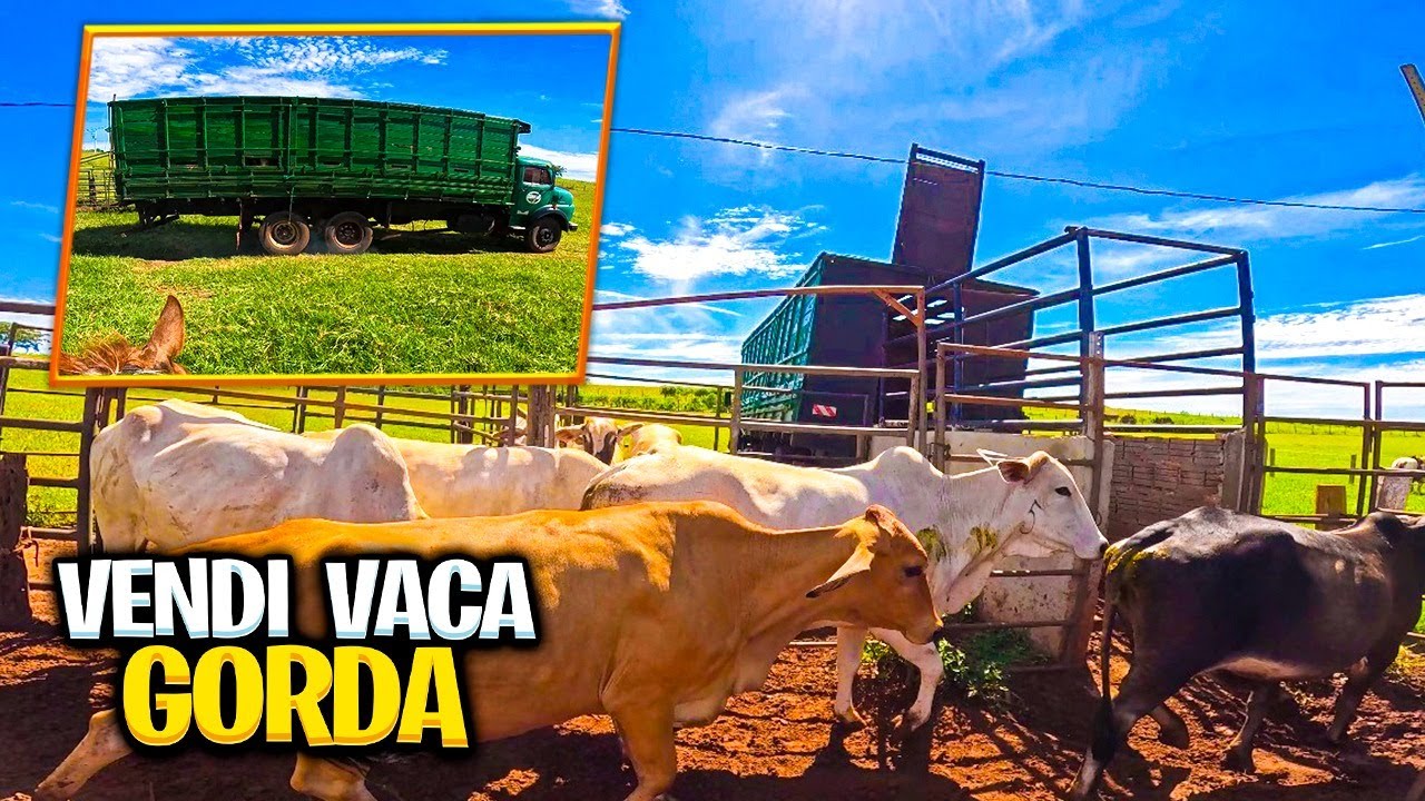 VEJA PORQUE EU VENDI AS VACAS GORDAS NO LEILÃO