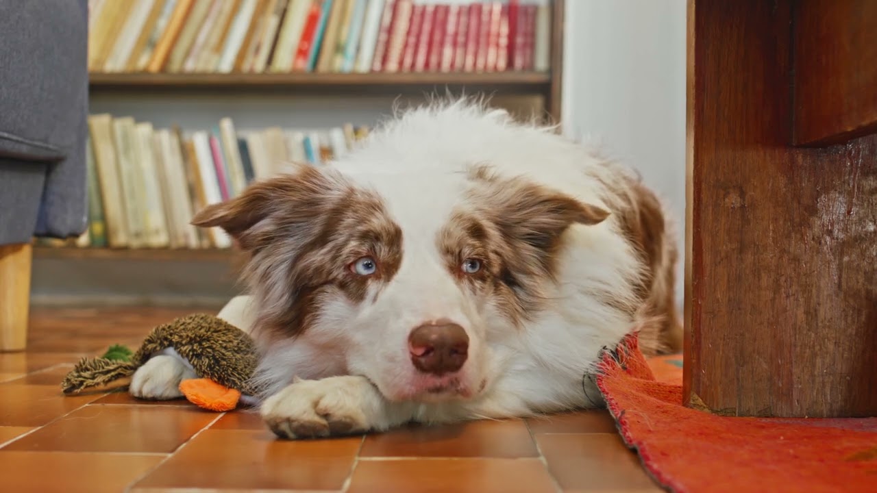 Charming Dog Relaxing Peacefully