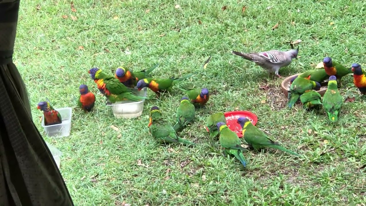 Many rainbow lorikeets eating and bathing たくさんのゴシキセイガイインコの食事と水浴びの様子