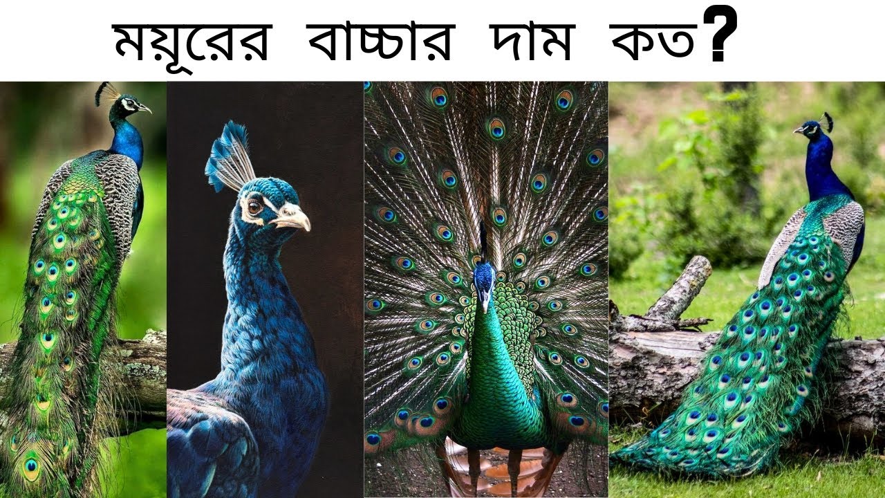 বাচ্চা ময়ূরের দাম কত? কোথায় পাব? Green peacock chicks price in Bangladesh & India-পোষা প্রাণী
