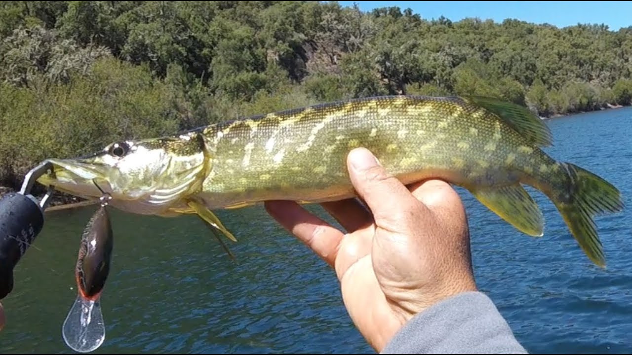 Azibo Pike Fishing