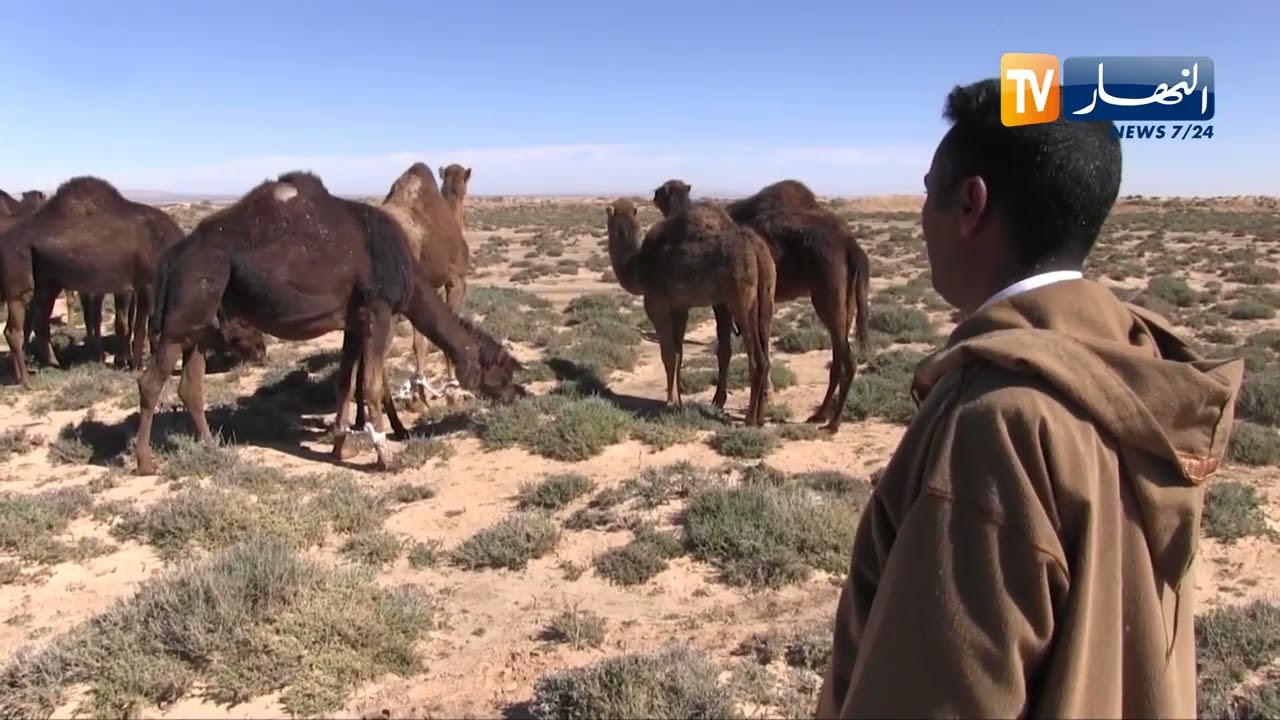 الجلفة / تربية الإبل  .. نشاط مهدد بالزوال يحافظ عليه الشاب محمد بن شويحة