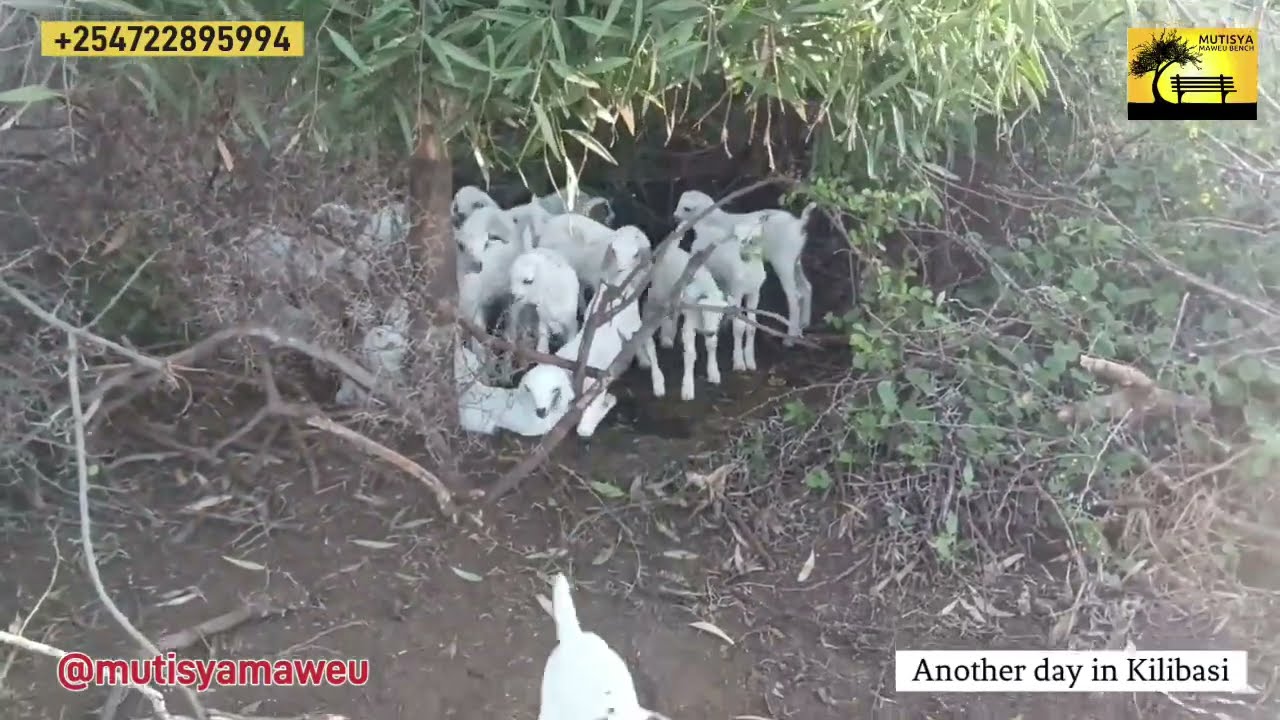 How Kambas have seriously invested in goat farming in Kilibasi