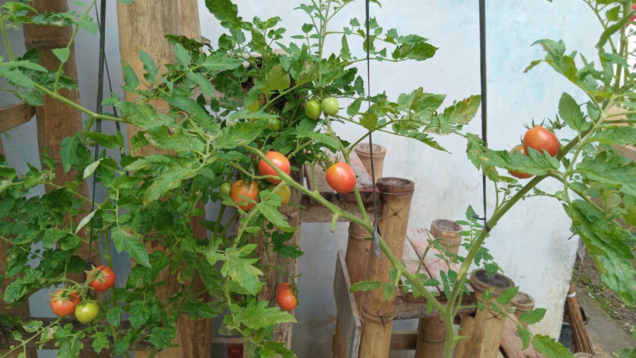 Tanaman Tomat Lagi Proses Kemerahan #tomato 