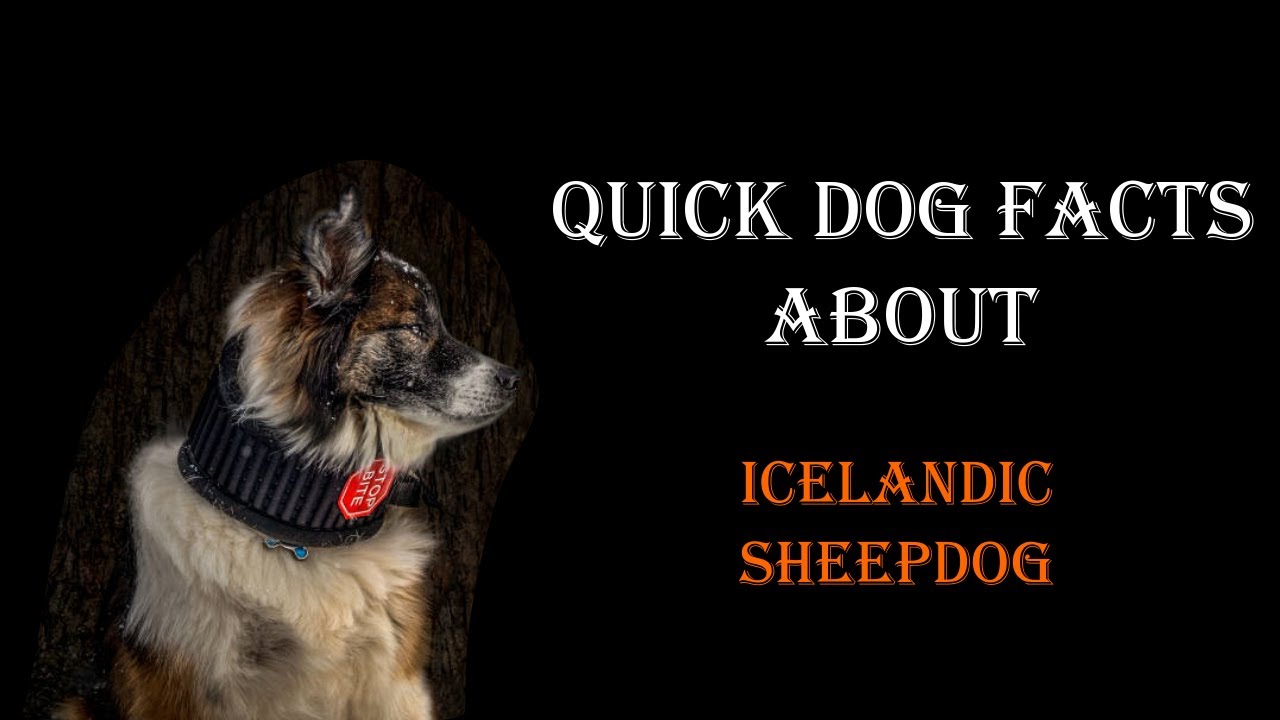 Quick Dog Facts About The Icelandic Sheepdog!