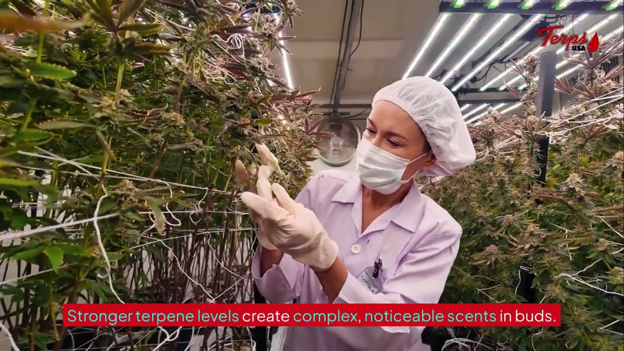 Why Terpenes Are Important in Cannabis &ndash; Terps USA&reg;
