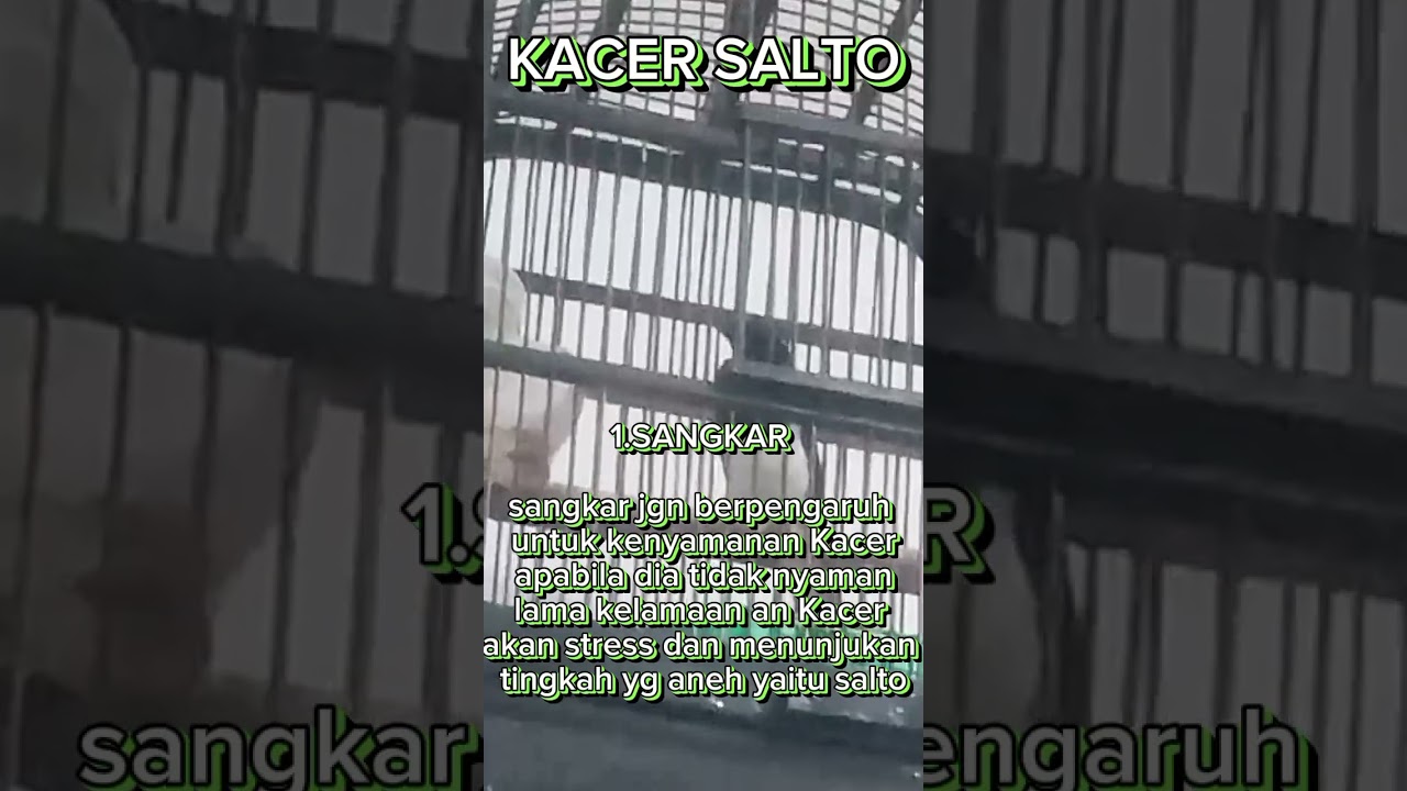 PENYEBAB KACER SALTO #kicaumania #kacerfulltarung #kicaumanianusantara #kacersore #kacerfullnembak