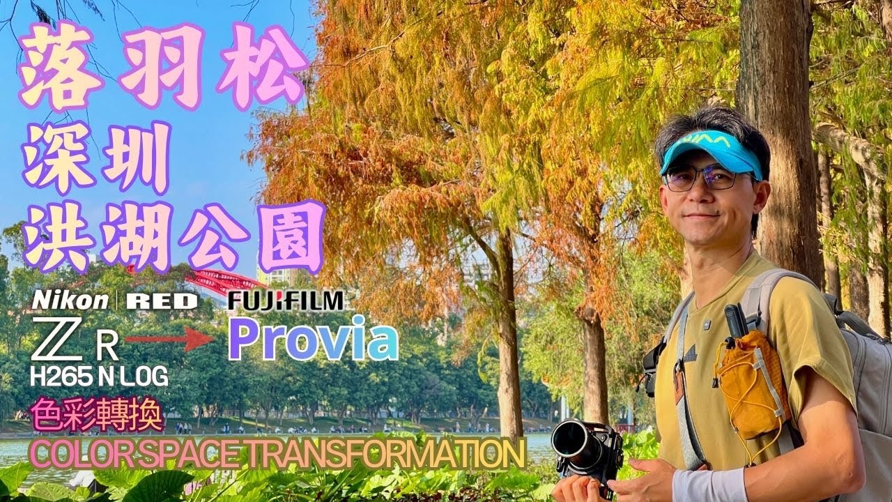 深圳洪湖公園落羽杉｜Nikon ZR H265 調色實驗｜Fuji Provia 富士色彩｜DJI Action 6 紀錄｜外遊記