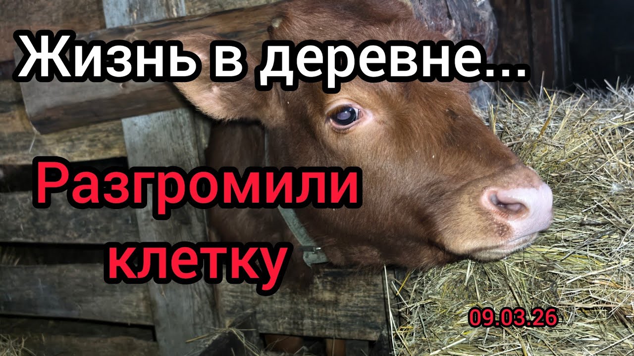 Как живут в русской деревне/Алексей Николаевич разгромил сарай! #обзор