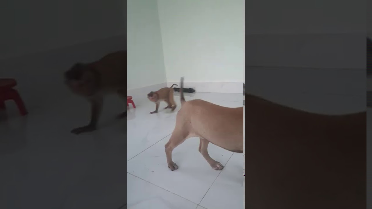 Monkey Sam check the sex of your dog,Asher naughty #shorts