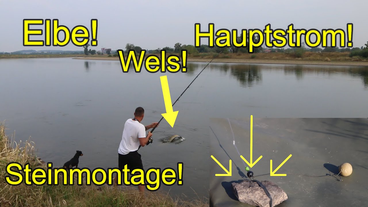 Elbe! Hauptstrom! Auf Karpfen und Wels! Tipps und Tricks! Wie angelt man in diesem Fluss?