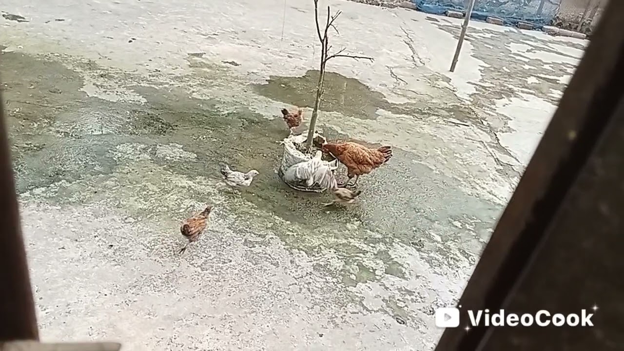 🌿চিনা মোরগি দুটো ই কি মোরগি না কি মোরগ🌿