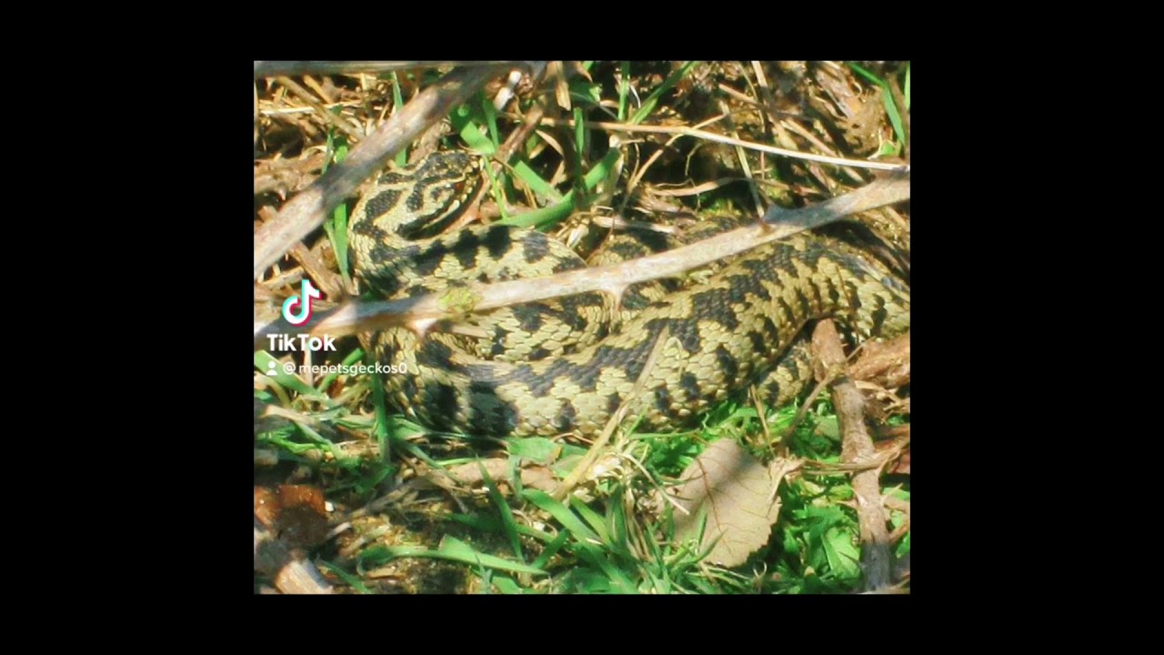 UK Adders Vipera berus March 2016 herping in Cudmore Grove park ,Essex