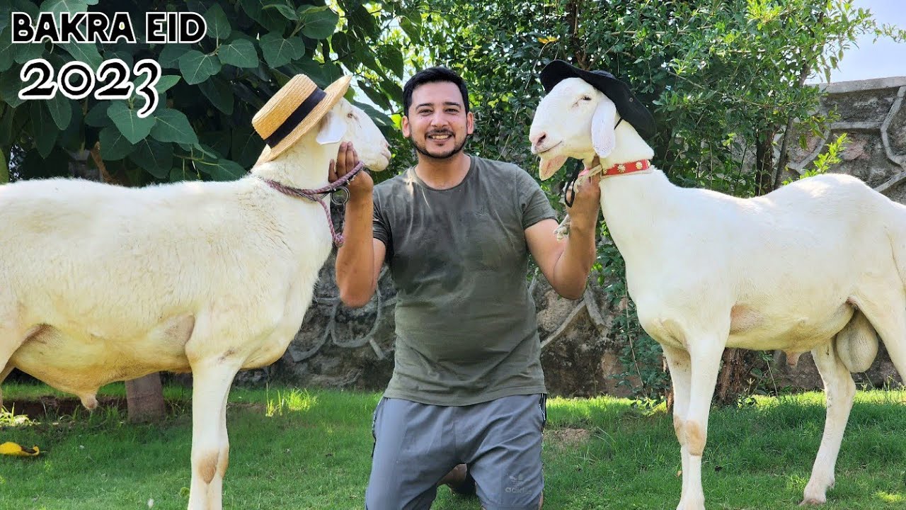 Alhumdulillah JNTV Qurbani Vlog (Part 01) - Fatehjangi Dhani Bull - Bakra Eid 2023