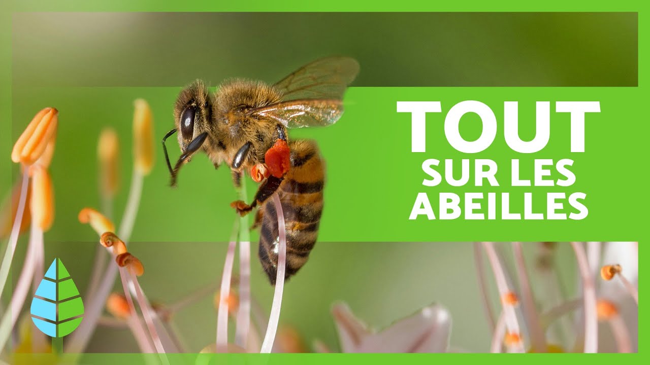 Tout sur les ABEILLES ? 🐝 | Types d'ABEILLES, Caractéristiques, Alimentation et Fonctions 🍯