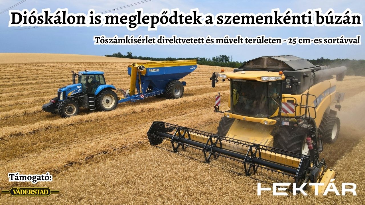 Szemenként vetett búza meglepetésekkel direktben és művelt táblán - Proceed tapasztalatok (II. rész)